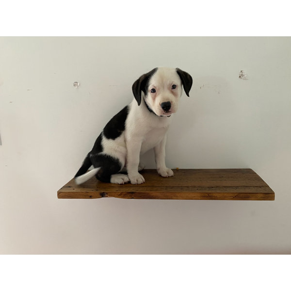 Millwood Pines Floating Barn Wood Shelf Wayfair Canada